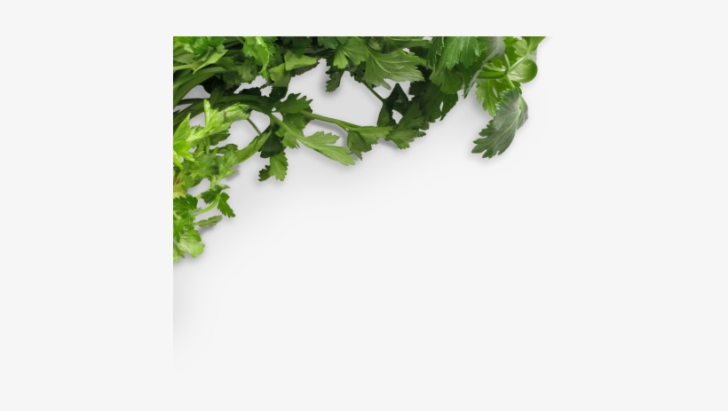 Chalkboard Cilantro Bunch - Food, transparent png