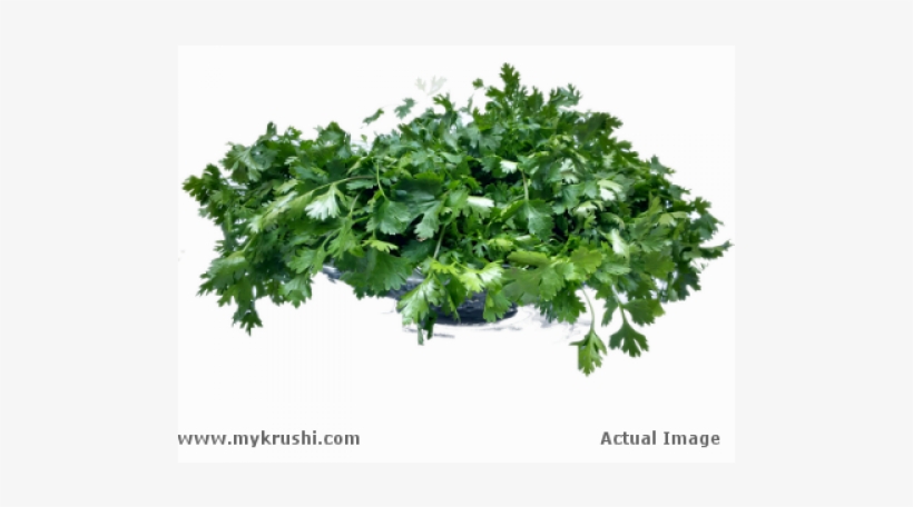 Coriander Leaves - Parsley, transparent png