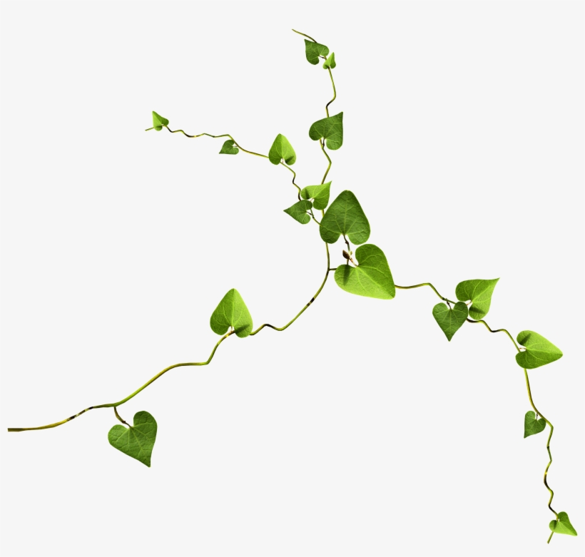 0 1f17e2 1eaf19fc Orig - Branch, transparent png