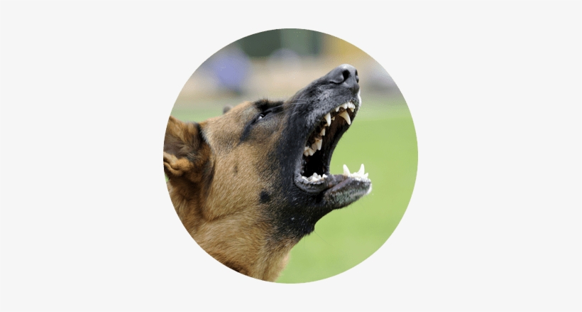 Does Your Dog Turn Into A Demon When He Sees Dogs Or - Varg Nordic Flora Pt 3, transparent png
