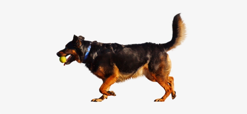 People Png 11 - Dog Playing With Ball Png, transparent png