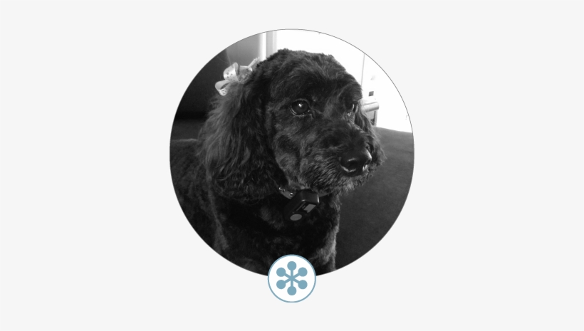 Your Designer - Bob - Cocker Spaniel, transparent png