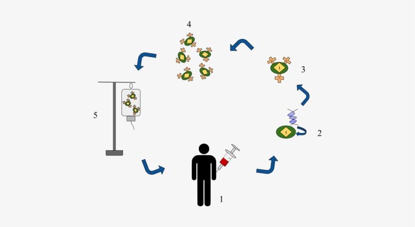 Living Medicines Accessing The Cancer Fighting Power - Cancer, transparent png
