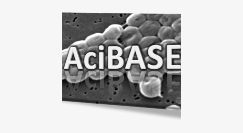 Jackie Chan - Acinetobacter Baumannii, transparent png