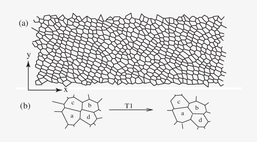 A) Snapshot Of A Simulated Foam With 16 × 48 Bubbles - Line Art, transparent png