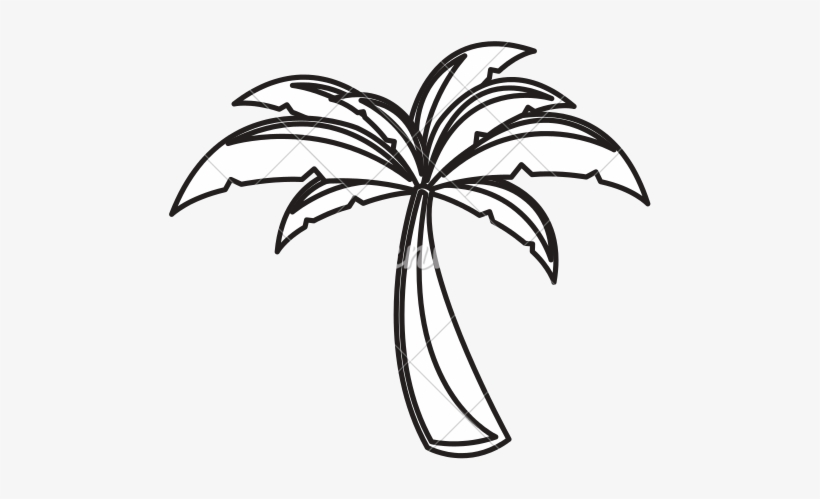 Palm Tree - Illustration, transparent png
