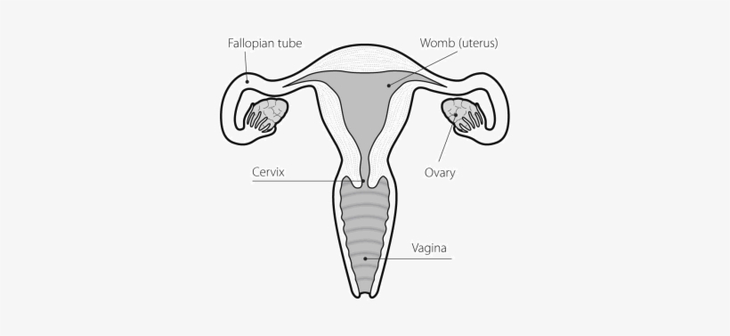 Ovary - Vagina Black And White, transparent png