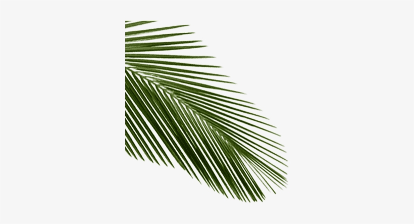 Go To Image - Palm Leaf With Transparent, transparent png