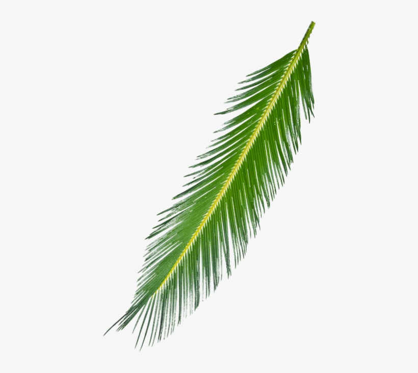 Palm Leaf, transparent png