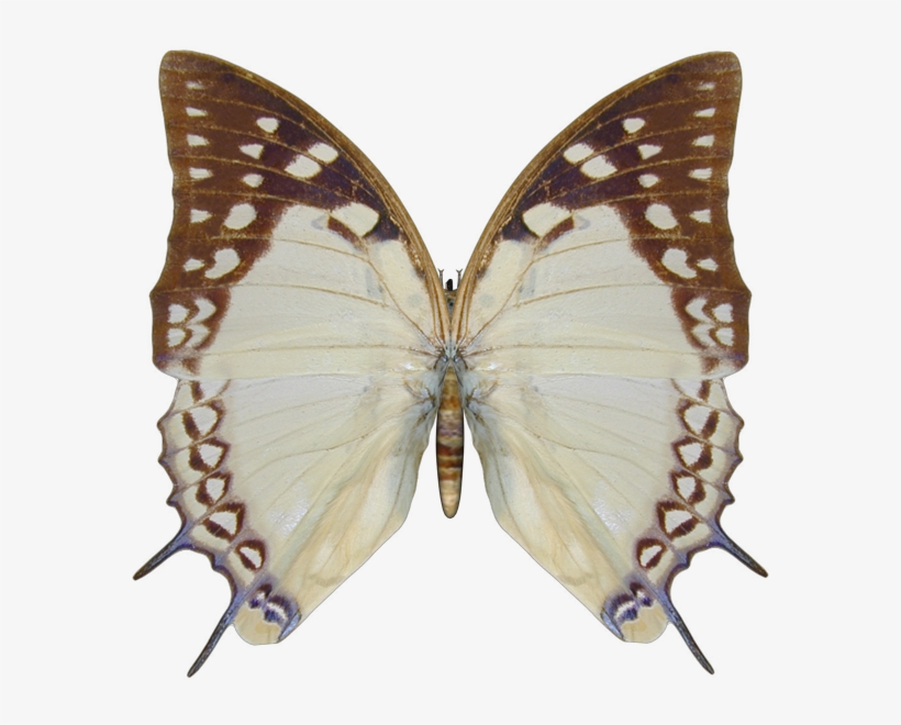 Photo 5 - Common Nawab, transparent png