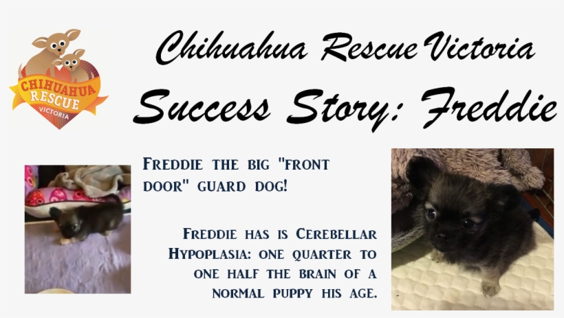 Freddie Has Cerebellar Hypoplasia, So He Will Stay - German Spitz Mittel, transparent png