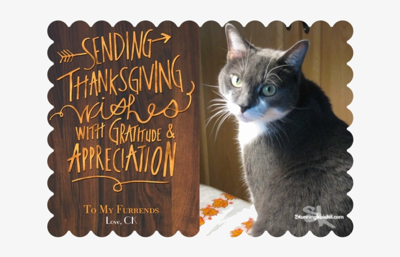 Happy Turkey Day - Domestic Short-haired Cat, transparent png