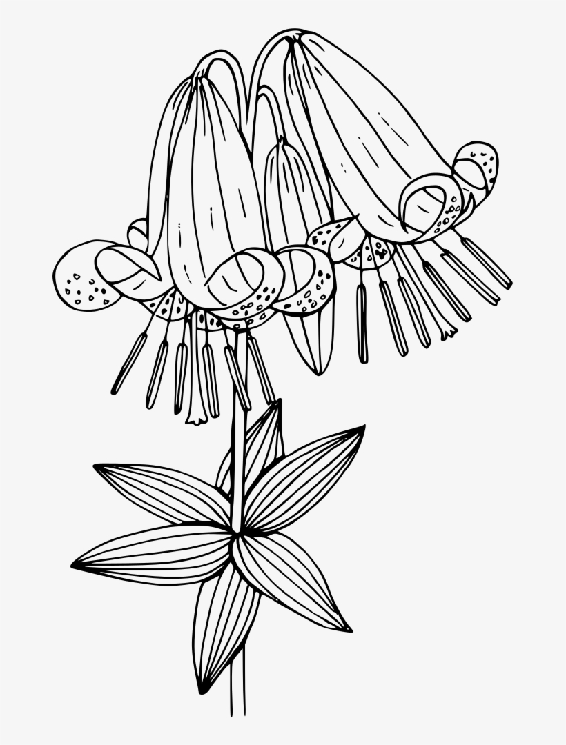 Oregon Lily - Illustration, transparent png