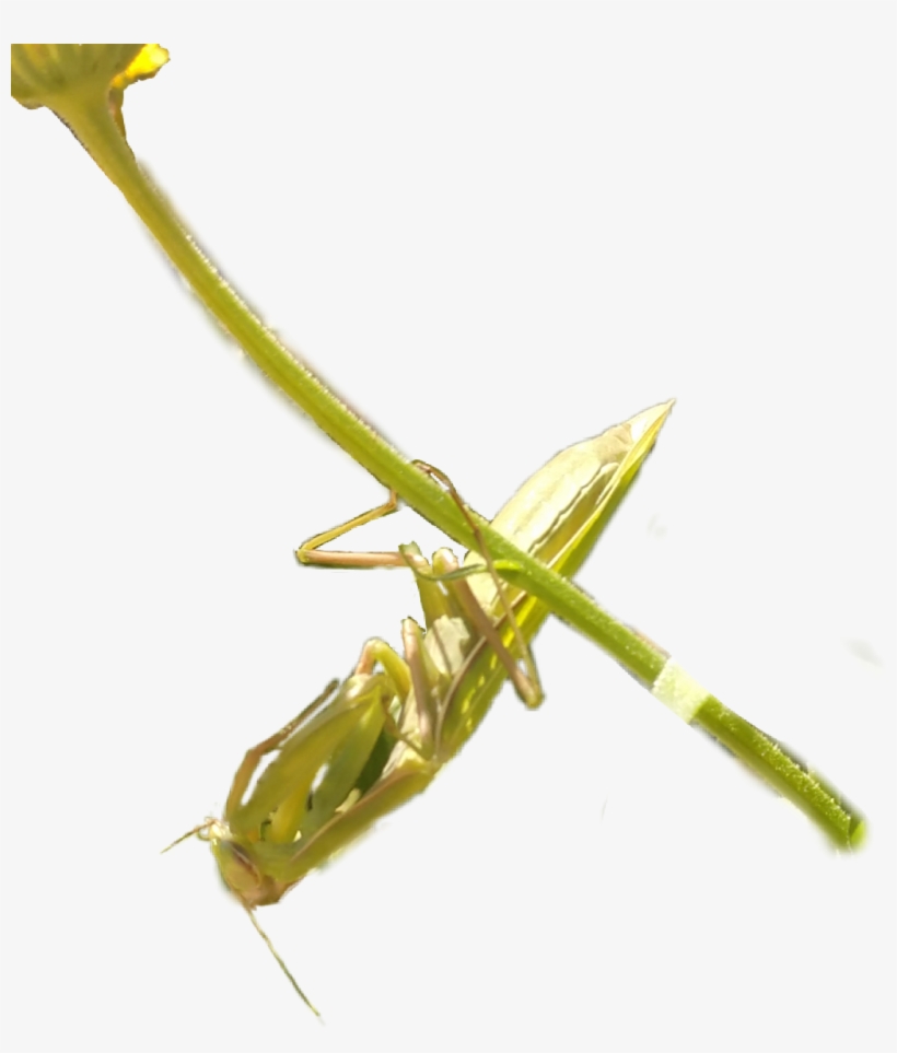 Praying Mantis Prayingmanthis Prayingmantis Prayinmant - Mantidae, transparent png