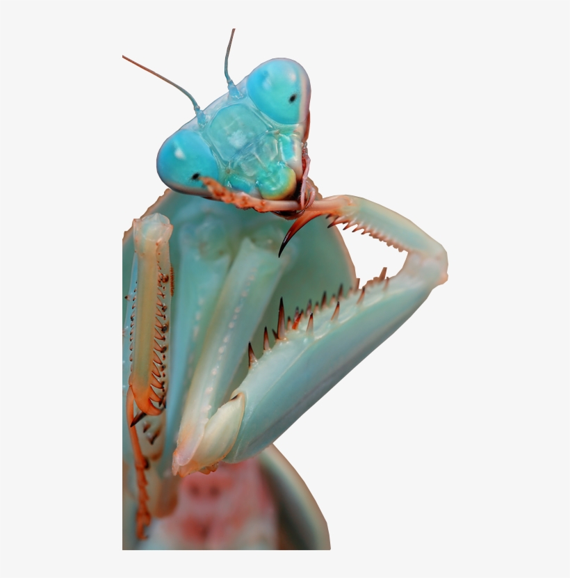 Pin By Tamarah Fiechter-watson On Bug Me - Blue Orchid Praying Mantis, transparent png