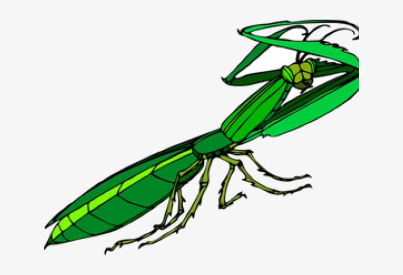 Mantis Religiosa Png, transparent png