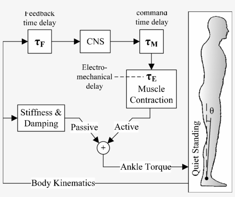 Neural-mechanical Control Concept Of Quiet Standing - Diagram, transparent png