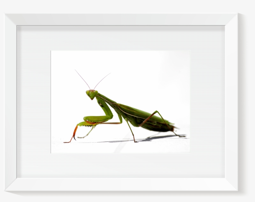 Boutique - Mantis - Cedric Darrigrand - Kreatox - Tirage - Grasshopper, transparent png