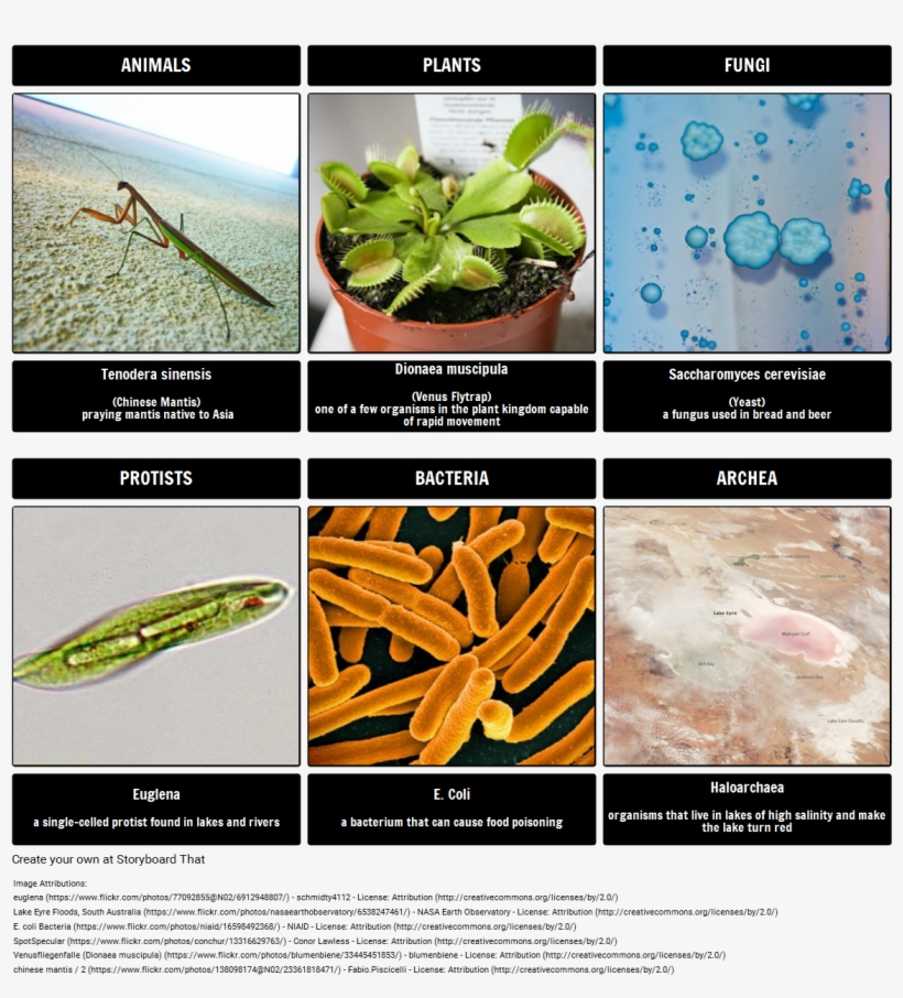 Kingdoms - Escherichia Coli, transparent png