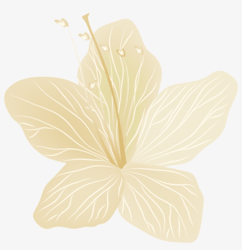 Free Png Download Flower Transparent Png Images Background - Chinese Hibiscus, transparent png