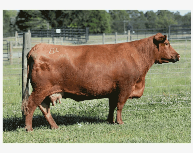 Brown - Dairy Cow, transparent png