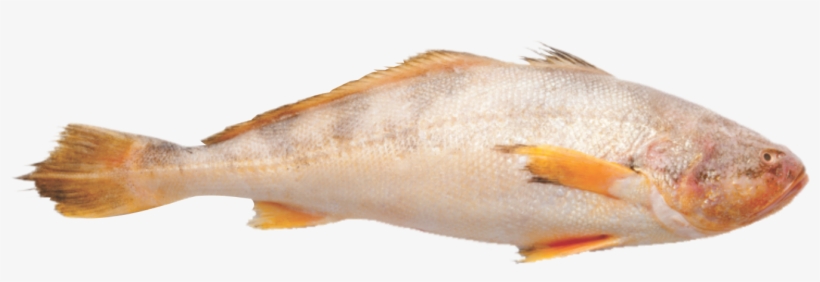 Croaker - Croaker Fish Png, transparent png