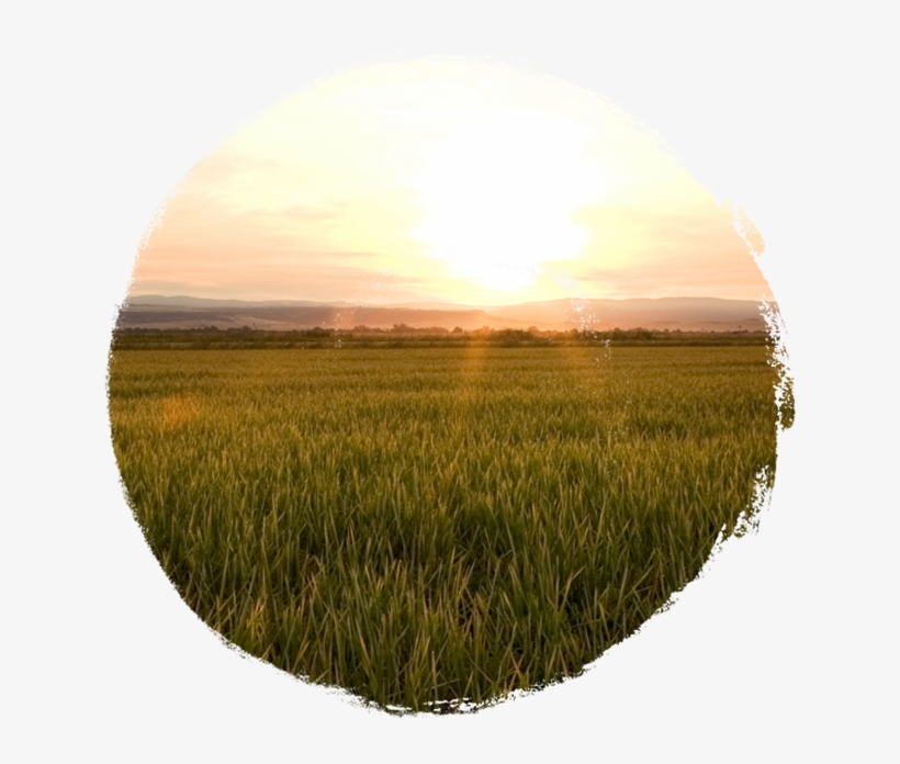 Making Rice Vinegar - Grass, transparent png