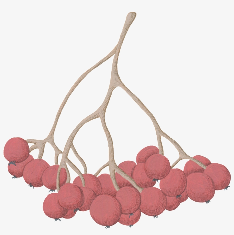 Cartoon Hawthorn Png Images - Illustration, transparent png