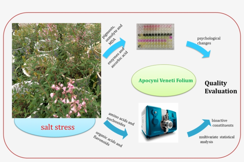 Graphical Abstract - Botanical Garden, transparent png