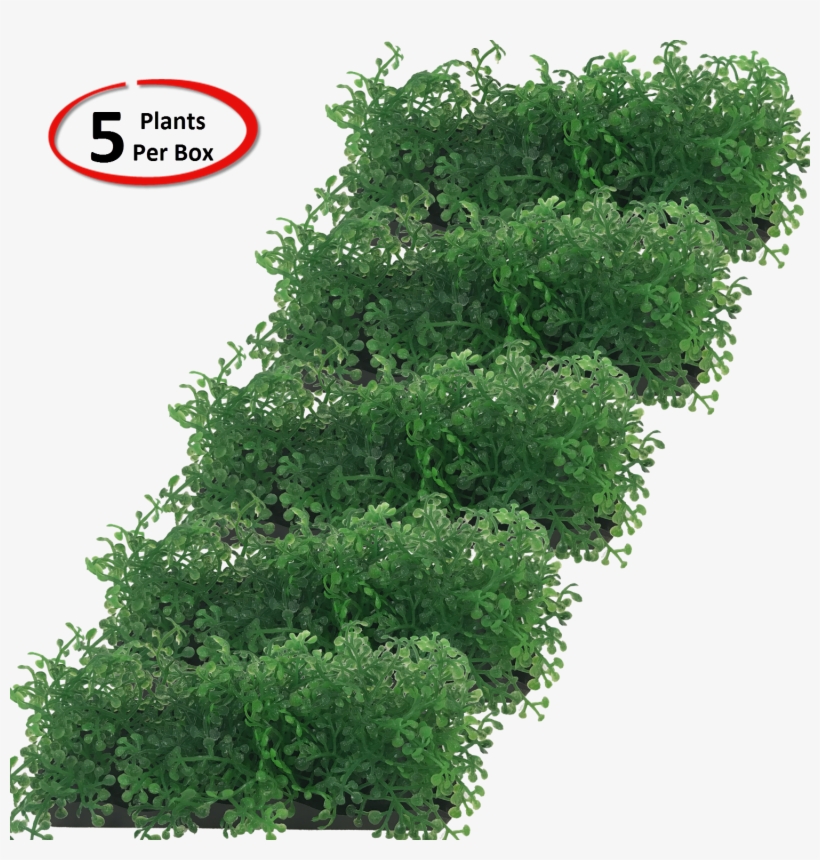 View Larger - Shortleaf Black Spruce, transparent png