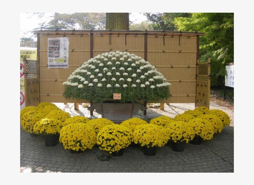 The Chrysanthemum Exhibition At The Shinjuku Gate - Chrysanths, transparent png
