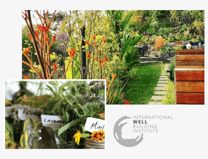 Moonlight Beach International Wellbeing Institute - Torch Lily, transparent png