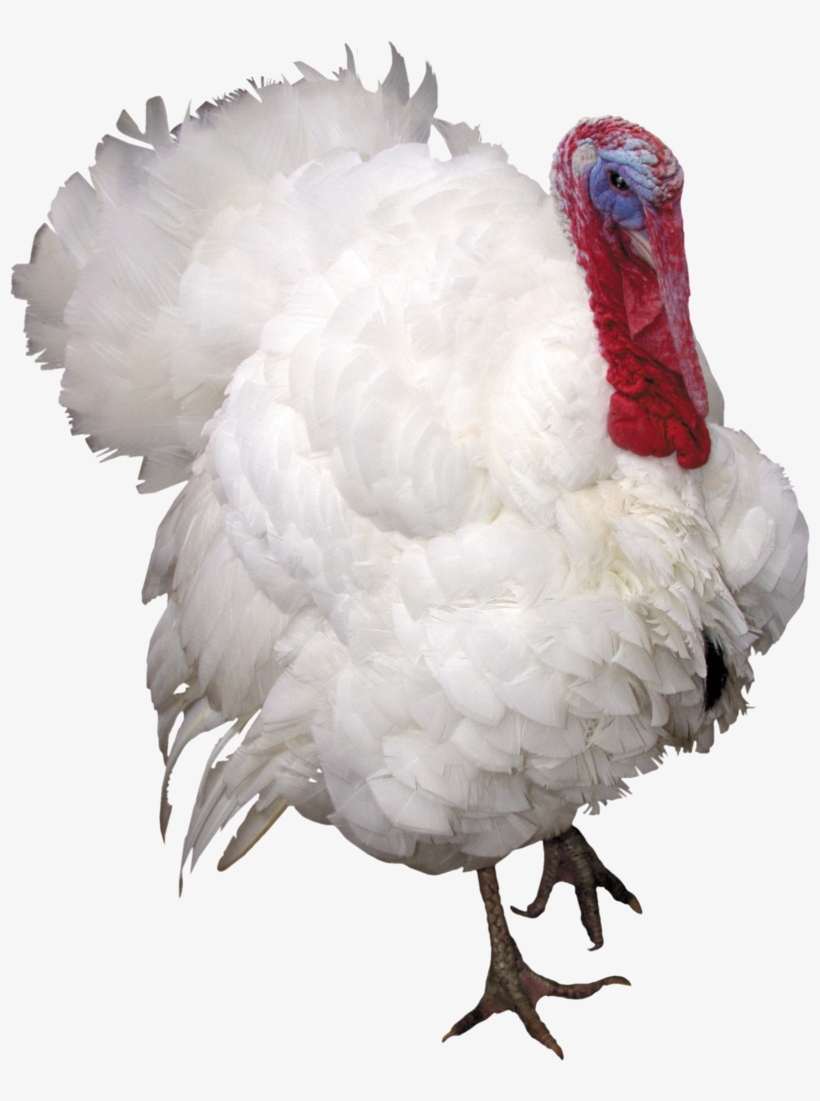 Turkey Bird Png, Download Png Image With Transparent - Индюк Png, transparent png
