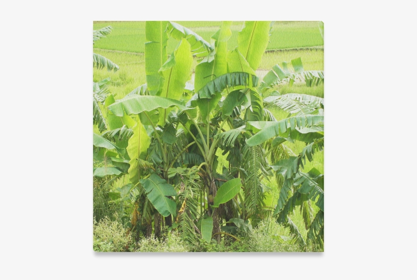 Plantation, transparent png