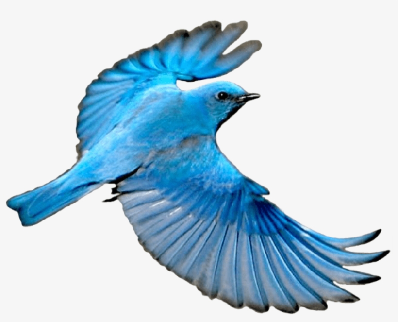 Free Png Download Flying Mountain Blue Bird Png Images - Blue Bird Wings Spread, transparent png
