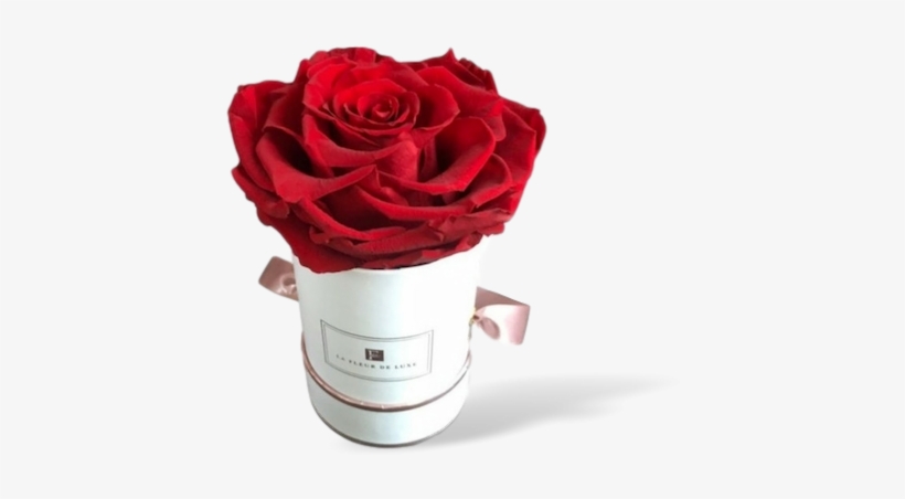 Garden Roses, transparent png