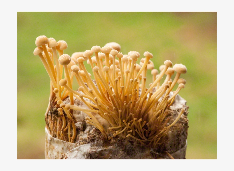 The Enokitake Patch Fungi, transparent png