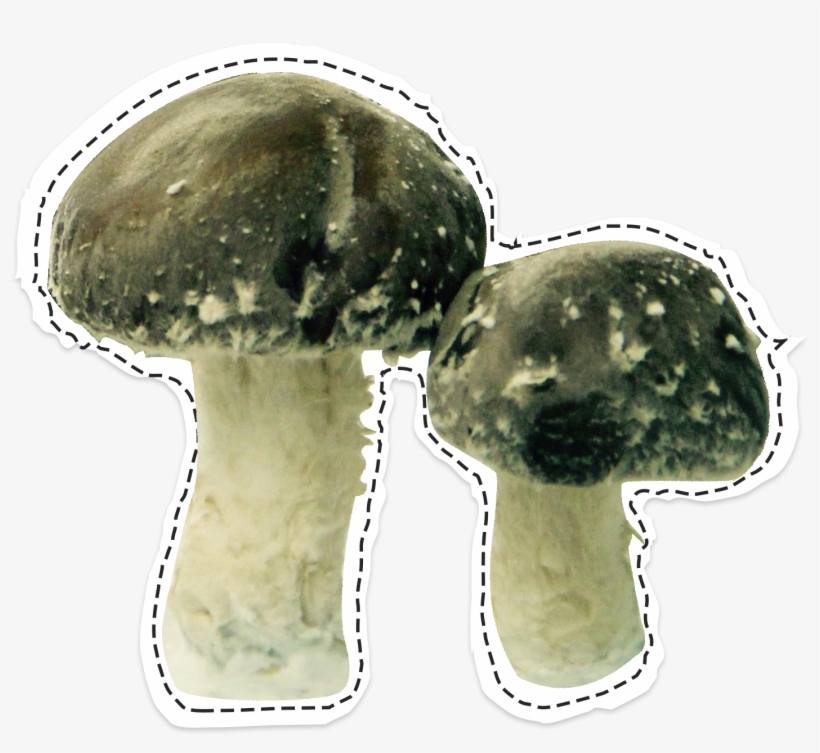 Shiitakés La Caverne, transparent png