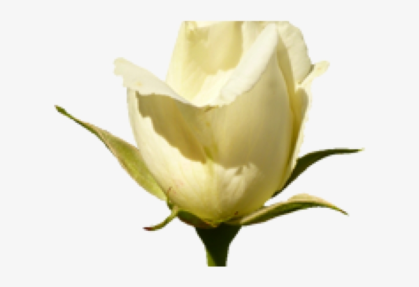 Purple Rose Clipart Valentine Rose - Valentine Wishes With Rose, transparent png