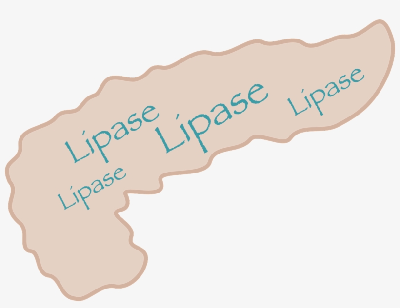 Saxenda/victoza, Lipase & Acute Pancreatitis, transparent png