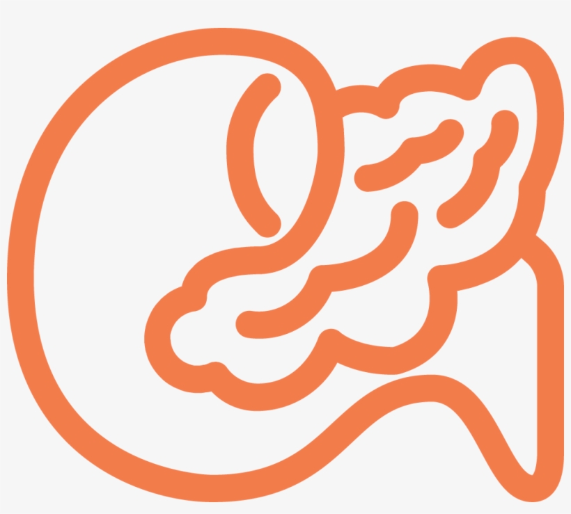 Pancreas Ecm Cell Culture Substrates - Illustration, transparent png