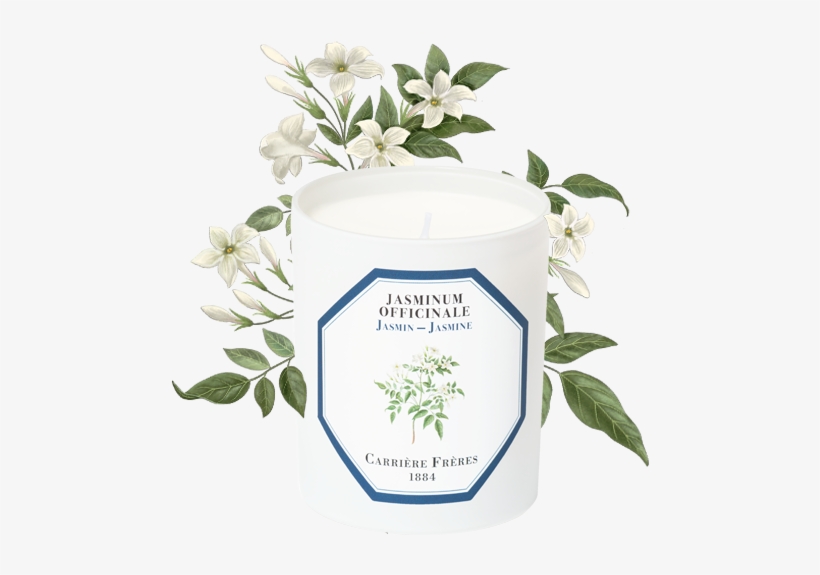 Jasmine - Gardenia, transparent png