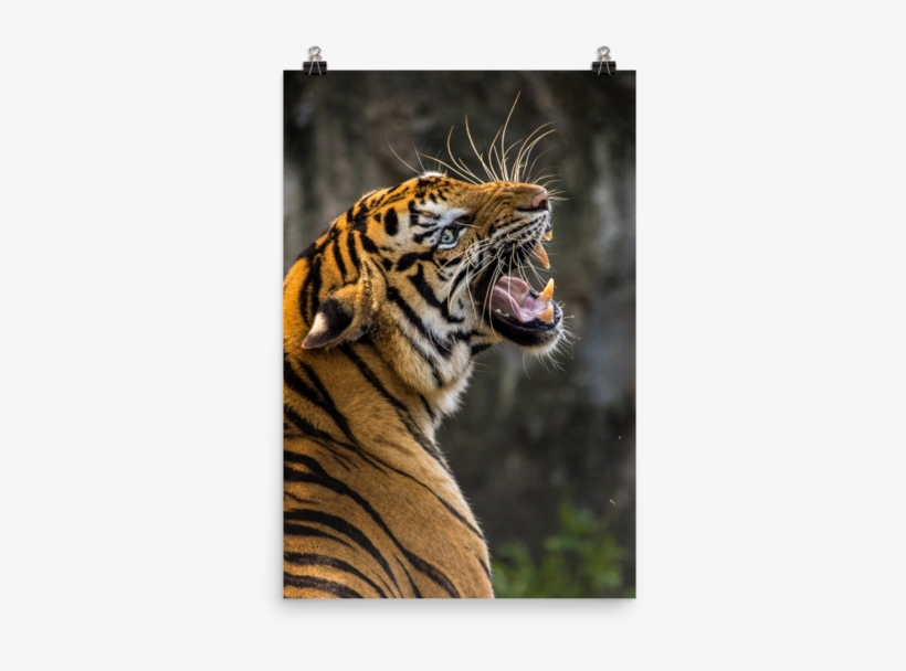 Tiger Roaring Photo Paper Poster - Dont Let Anyone Steal Your Confidence, transparent png