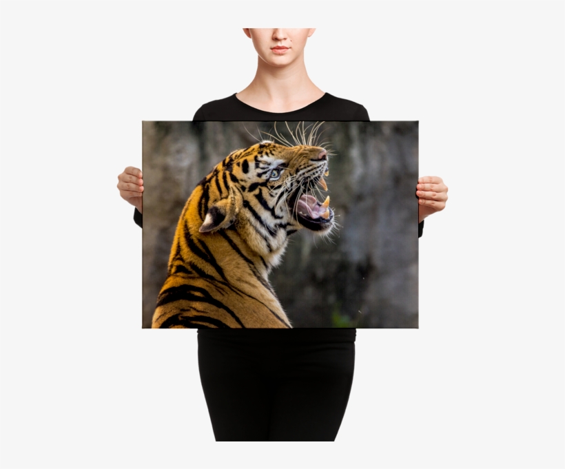 Tiger Roaring Canvas - Angry Villagers Run Tractor Over Tigress, transparent png