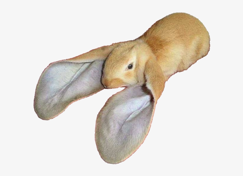 Large Cutouts Animalrabbit - Rabbit With Large Ears, transparent png
