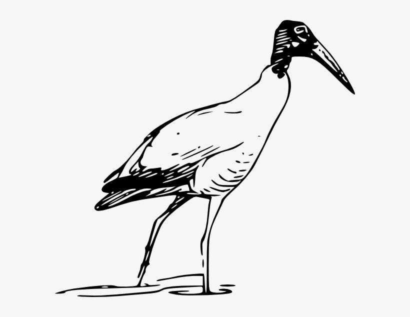 How To Set Use Ibis Bird Walking In Lake Svg Vector, transparent png