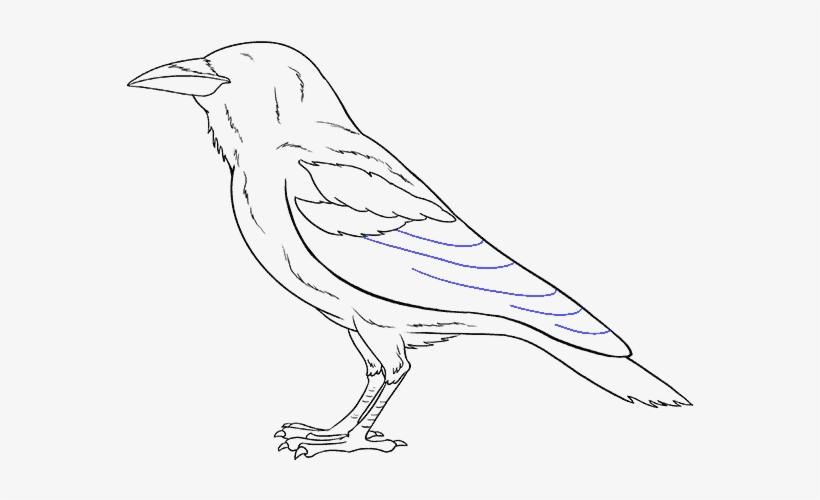 How To Draw A Step By Tutorial - Sketch, transparent png