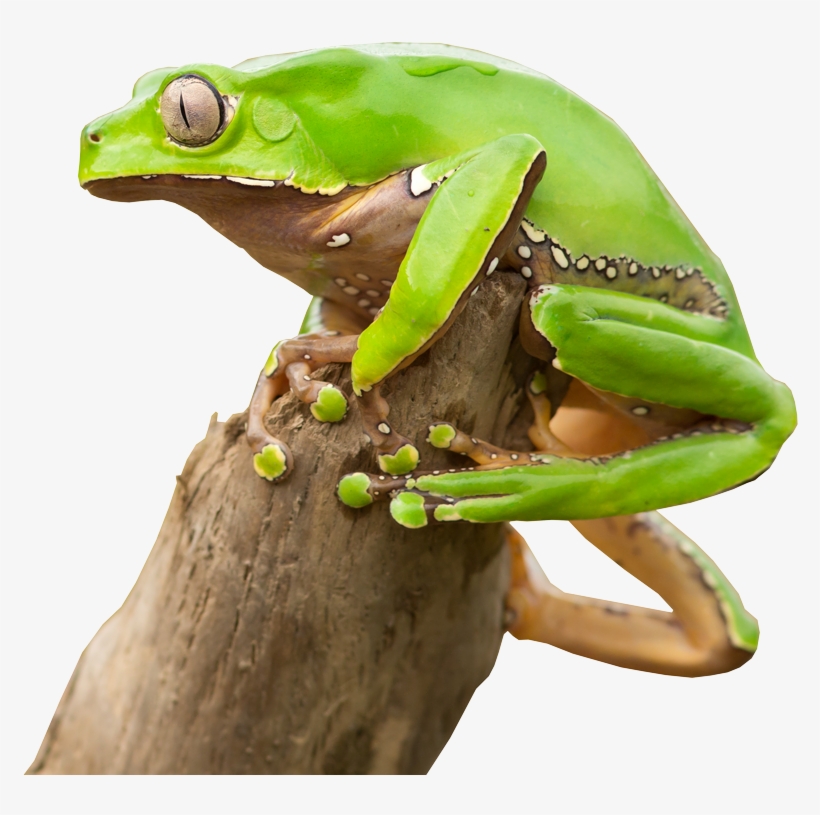 Kambo Is An Amazing Tool, But That Doesn't Mean It's - Barking Tree Frog, transparent png