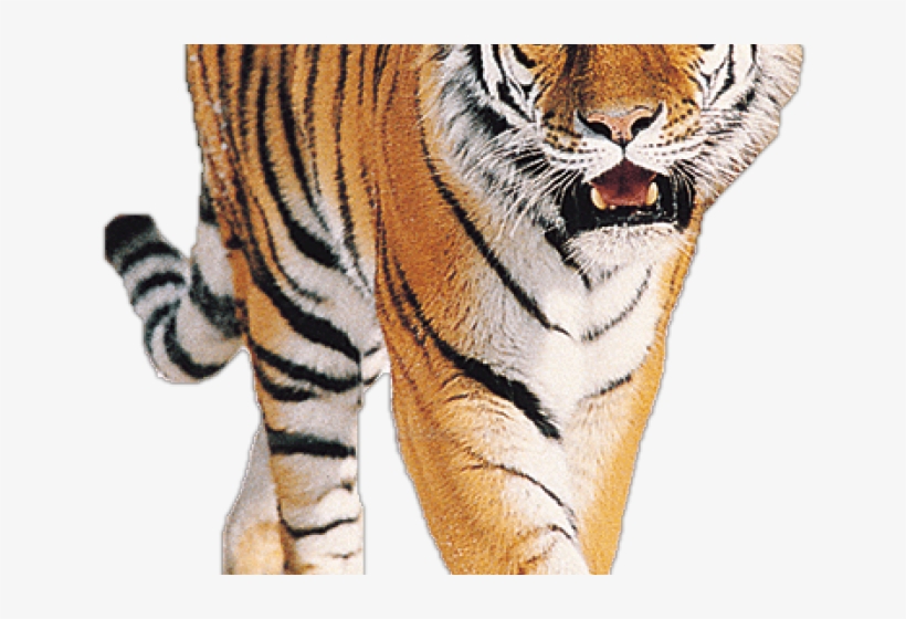 Tiger Png, transparent png