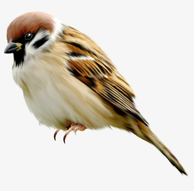 Sparrow Png - 麻雀 Png, transparent png